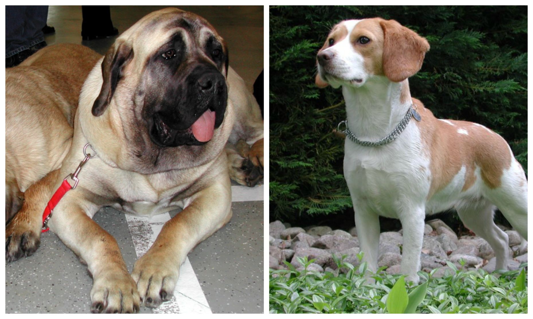 Mastiff and Beagle